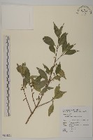 藏品(福建賽衛矛、福建假衛矛)的圖片