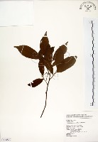 藏品(台灣楊桐)的圖片