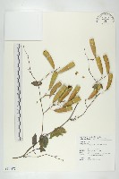 藏品(穿山龍)的圖片