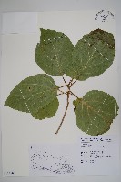 藏品(橙花破布子)的圖片