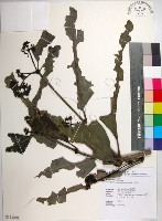 藏品(皮孫木)的圖片