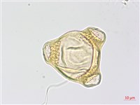 藏品(心葉露珠草)的圖片