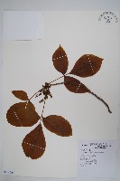 藏品(臺灣藤漆)的圖片