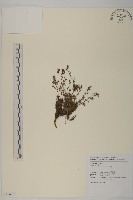 藏品(高山艾)的圖片