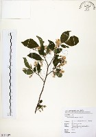 藏品(烏皮九芎、奮起湖野茉莉)的圖片