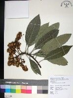 藏品(山枇杷、臺灣枇杷)的圖片