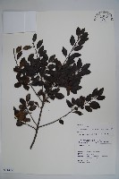 藏品(太平山冬青)的圖片