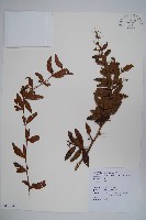 藏品(南湖小蘗)的圖片