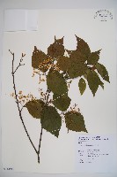 藏品(呂宋莢迷)的圖片