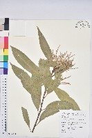 藏品(三斗石櫟)的圖片