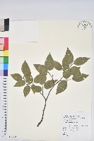 藏品(臺灣水青岡)的圖片