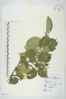 藏品(四照花)的圖片