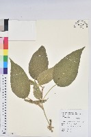 藏品(花蓮鐵莧、臺東鐵莧)的圖片