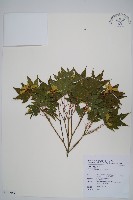 藏品(雞爪槭)的圖片