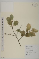 藏品(日本賽衛矛、日本假衛矛)的圖片