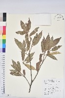 藏品(赤皮、赤皮椆)的圖片