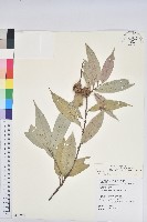 藏品(細刺苦櫧、草野錐果)的圖片