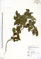 藏品(內苳子)的圖片