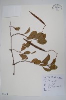 藏品(酸藤)的圖片