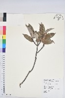 藏品(青剛櫟、鐵椆)的圖片