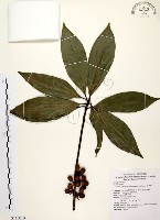 藏品(五掌楠)的圖片