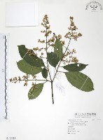 藏品(山香圓)的圖片