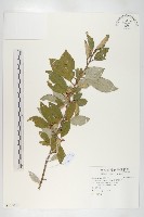 藏品(鄧氏胡頹子)的圖片