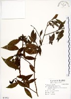 藏品(華八仙)的圖片