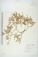 藏品(石板菜)的圖片