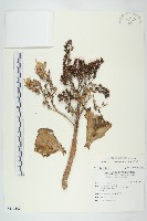 藏品(倒吊蓮、匙葉燈籠草)的圖片