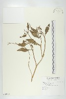 藏品(葶藶)的圖片