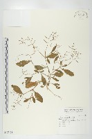 藏品(葶藶)的圖片