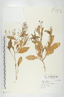 藏品(葶藶)的圖片