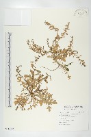 藏品(廣東葶藶)的圖片