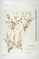藏品(廣東葶藶)的圖片