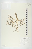 藏品(廣東葶藶)的圖片