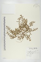 藏品(廣東葶藶)的圖片