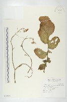 藏品(濱萊菔)的圖片