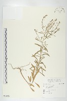 藏品(獨行菜)的圖片