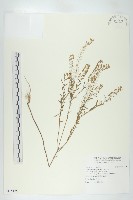 藏品(獨行菜)的圖片