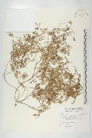 藏品(臭濱芥、臭薺)的圖片