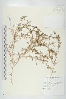 藏品(臭濱芥、臭薺)的圖片