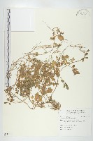 藏品(焊菜)的圖片