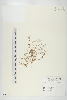 藏品(焊菜)的圖片