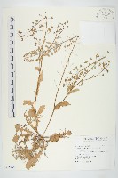 藏品(薺)的圖片