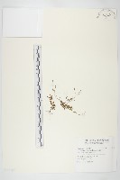 藏品(玉山筷子芥)的圖片