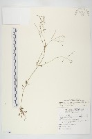 藏品(玉山筷子芥)的圖片