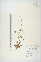 藏品(玉山筷子芥)的圖片