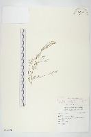 藏品(玉山筷子芥)的圖片