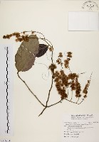 藏品(天料木)的圖片